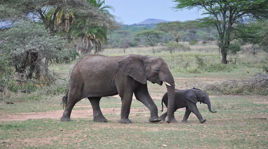 are hot air balloon safaris available in tanzania and are they worth it
